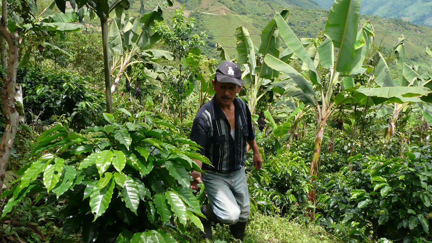 CafÃ©iers d'Equateur coopÃ©rative FAPECAFES cafÃ© grains 1kg